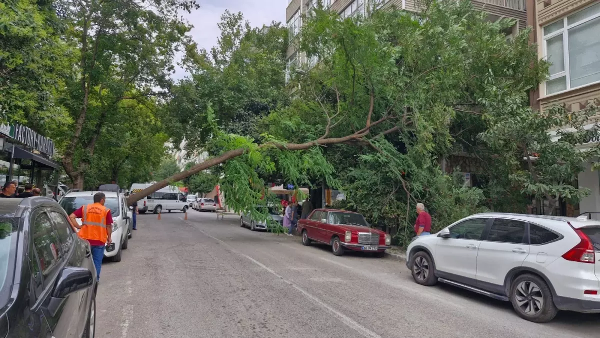 samsunda kuvvetli ruzgar agac devirtti F1ZzNAOT