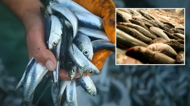 uzmanindan haftada en az 2 kez balik yiyin tavsiyesi jqJ4WjaJ