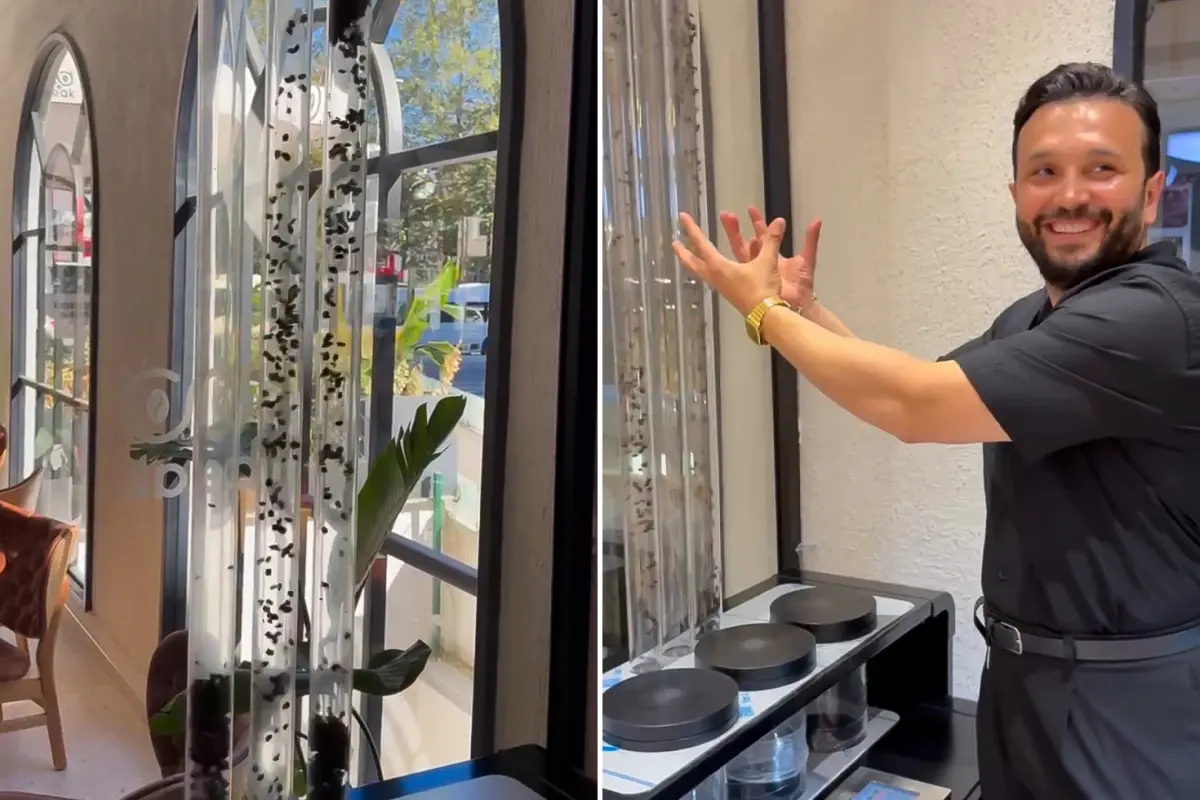 havada ucan kahve yunus cakmaktan kahveye gorsel solenli dokunus erOjLgUQ