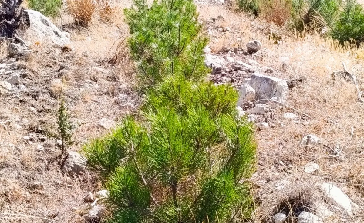 nallihanda 2 milyon fidan dikimi YYqN43GM