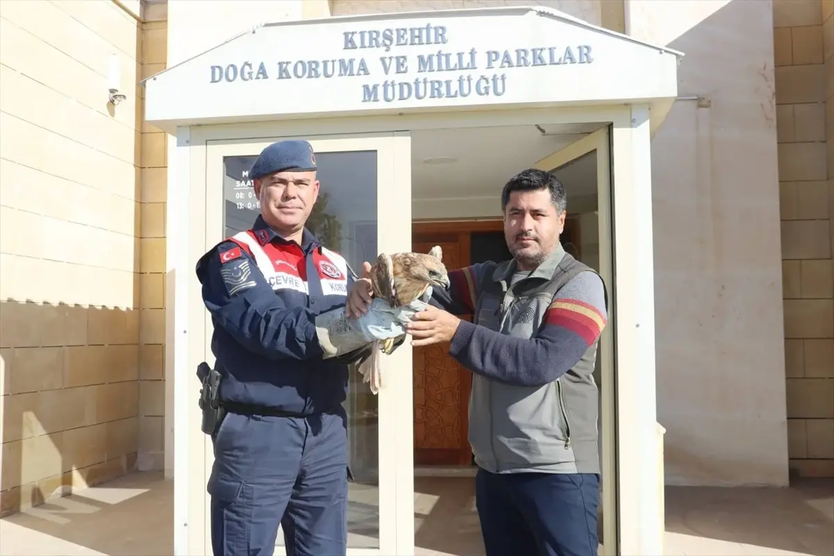 yarali kizil sahin tedavi altina alindi yYVzUH2z.jpg