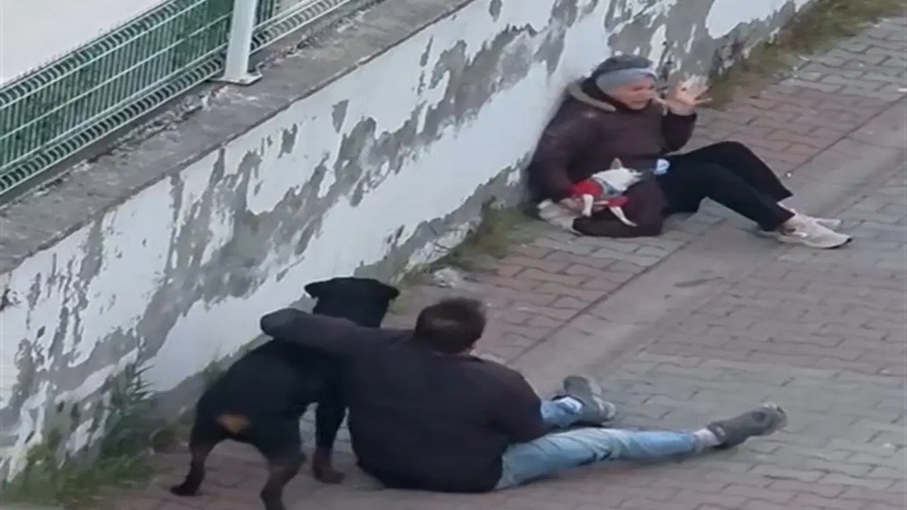 Ümraniye’de Ağızlıksız Rottweiler, Küçük Irk Köpeğe Saldırdı