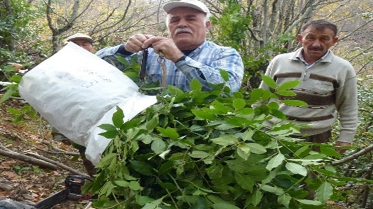 Doğada kendi kendine yetişiyor, köylüye milyonlar kazandırıyor: 1455 kilodan 2,9 milyon TL gelir Haber gorseli
